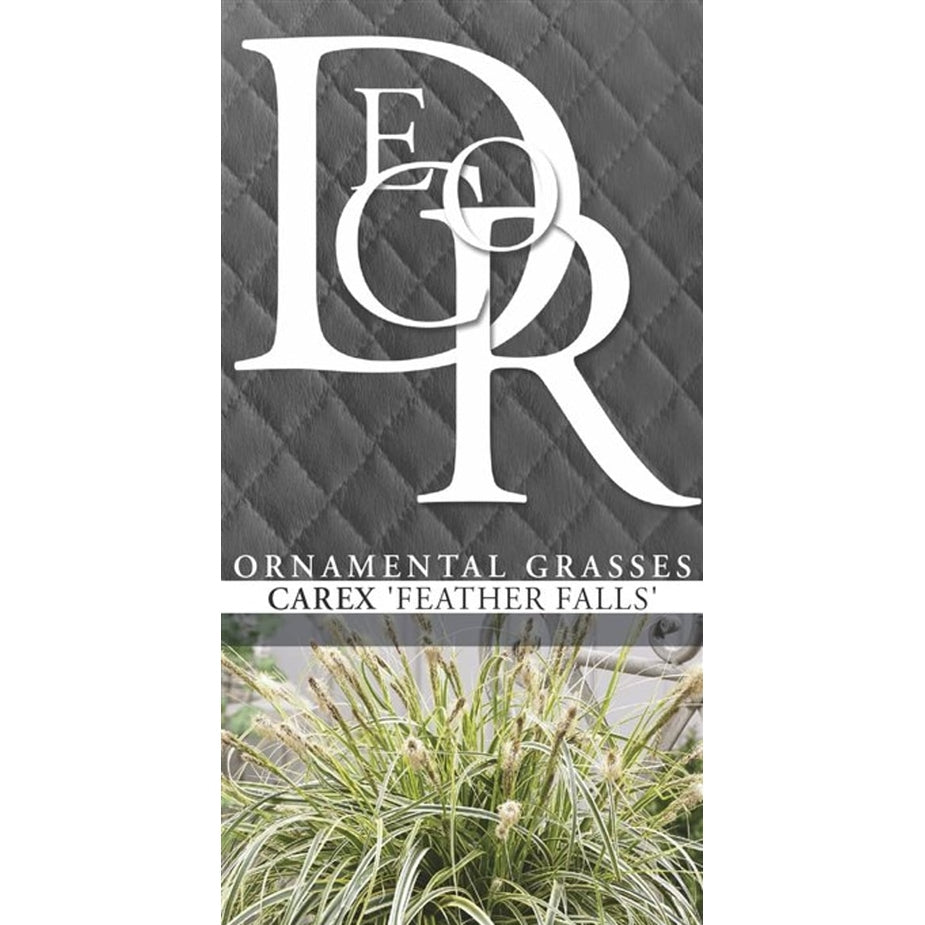 Starr – Carex 'Feather Falls' - C5